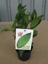 Small Kitchen Bay Tree  Evergreen Laurus Nobilis Culinary Herb Plant in 11cm Pot