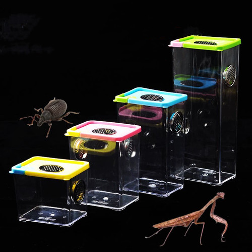 Praying mantis stick insect - praying,