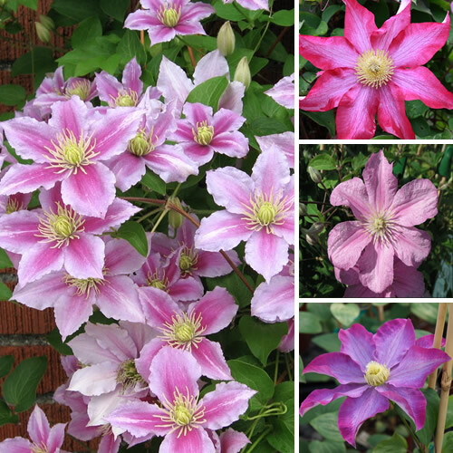 Clematis pink coloured - 1,