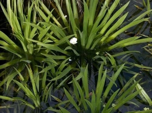 Floating pond plants water - floating,