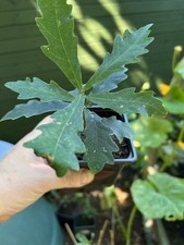 Oak tree saplings, Quercus