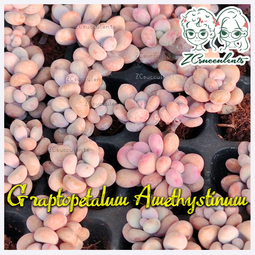 Graptopetalum amethystinum - graptopetalum,