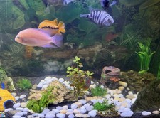 Tropical Fish Tank 125L Full