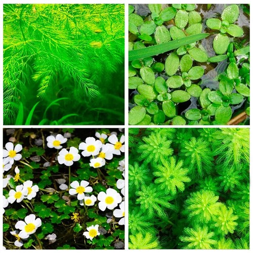 Cuttings of oxygenating - of,