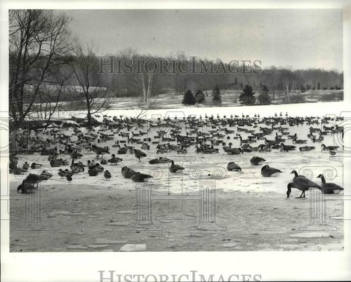 1983 press photo - photo, canadian