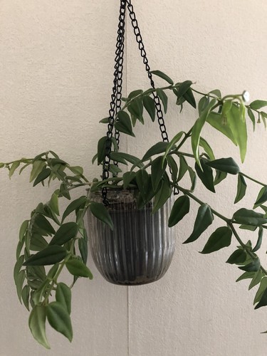 Hoya bella potted - bella,