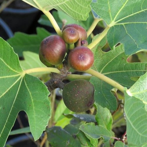 Fig tree ficus - fig,