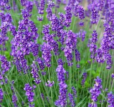 Lavender Munstead 1ltr Plants in 13cm Pot (2 Plants)
