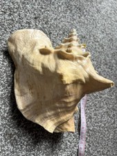 Queen Conch Shell 20 Cm