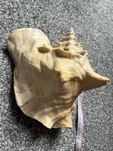 Queen conch shell cm - queen, 20