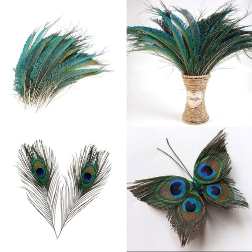 30cm long natural peacock - 25-30cm,