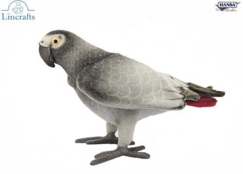 African grey parrot 7986 - african,