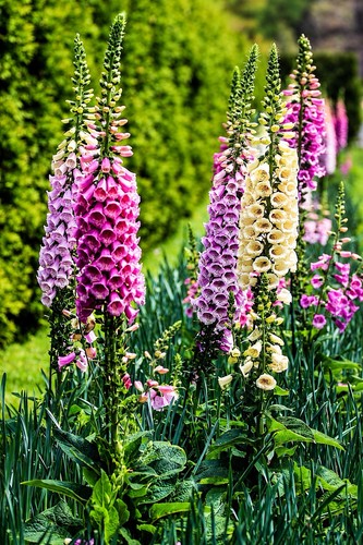 Extra large foxglove digitalis - large,