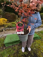 Japanese Maple Acer "Pheonix