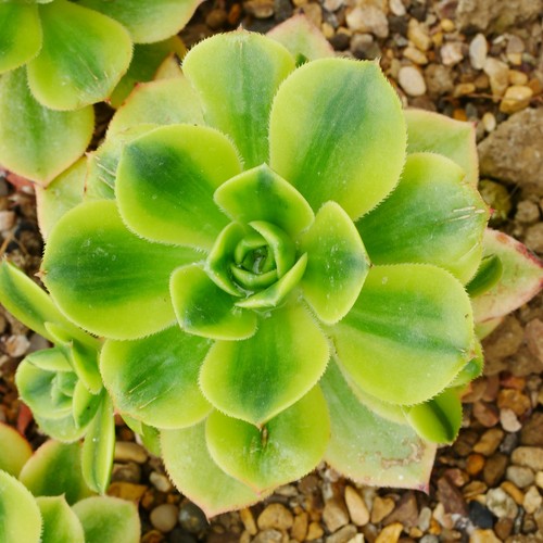 Aeonium starburst aka - aka,