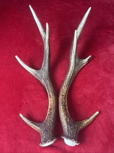 Pair sika deer antlers - of,