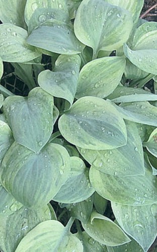 Hosta bashful small - -,