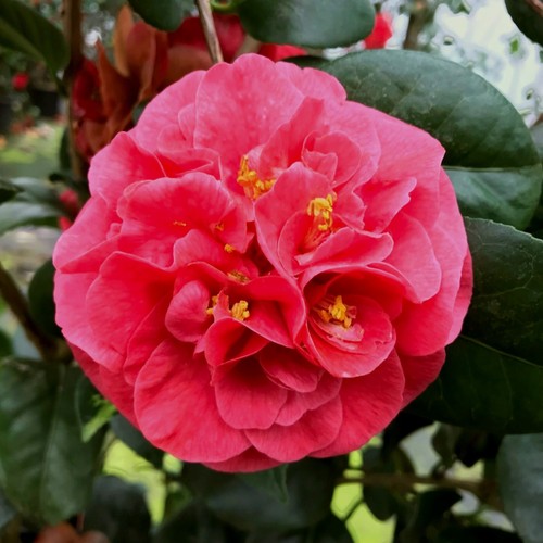 Camellia japonica lady - japonica, x