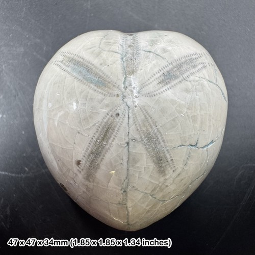 Polished micraster echinoid