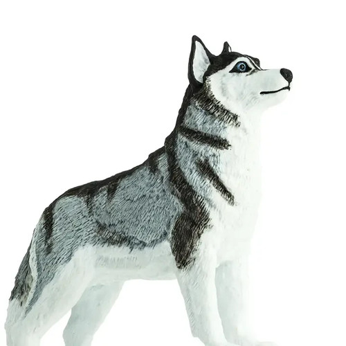 Siberian husky miniature - siberian,
