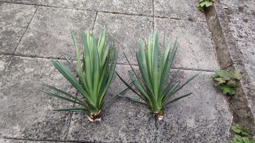 Yucca recurvifolia yukka - recurvifolia,
