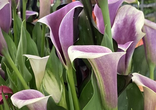 Two purple white - white, calla