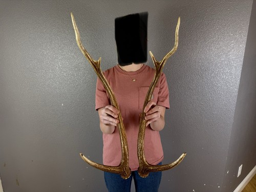 Matched set axis deer antlers - matched,