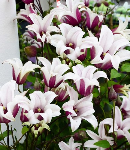 Clematis texensis princess - clematis,