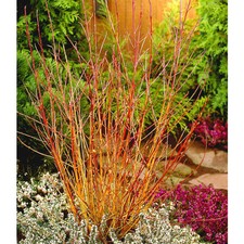 3 Midwinter Fire Dogwood /