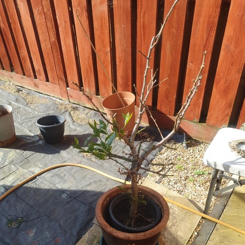 Citrus lime tree - citrus,