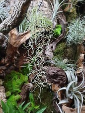 Spanish moss tillandsia - spanish,