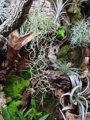Spanish moss tillandsia - spanish,