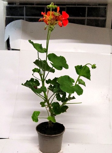 Orange geranium - orange,