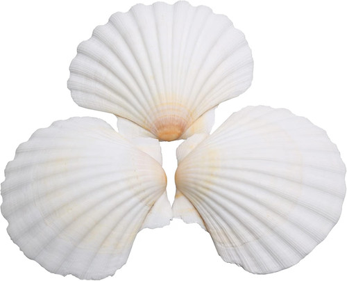 25pcs scallop shells for - 25pcs,