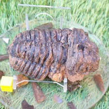 Trilobite fossil from Morocco