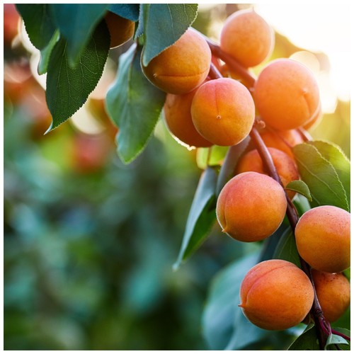 Dwarf apricot bergeron tree - dwarf,