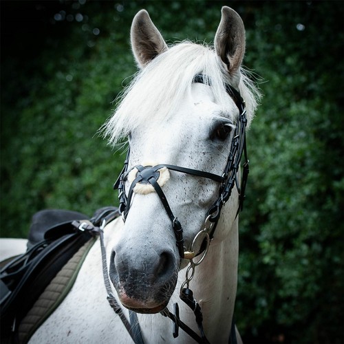 Gallop equestrian grackle - gallop,