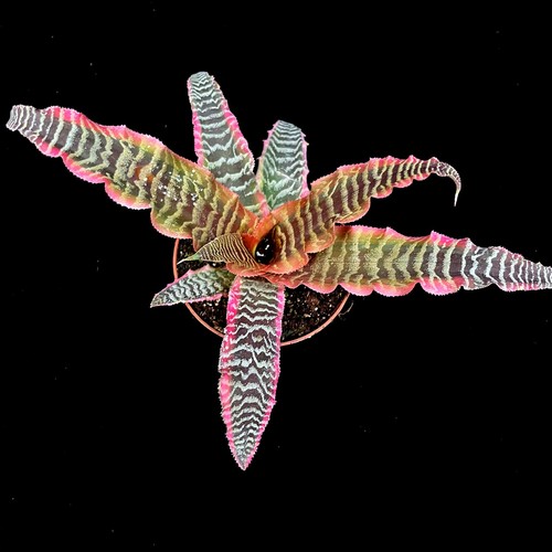 Cryptanthus elaine earth - cryptanthus,
