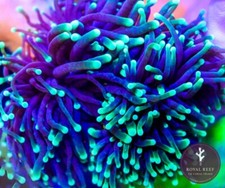 🌑Indo Dark Torch with Green