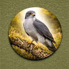 Goshawk British Bird 25mm Pin