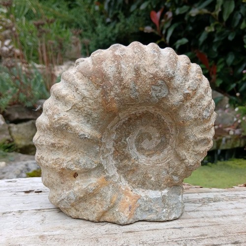 Large fossil ammonite - large,