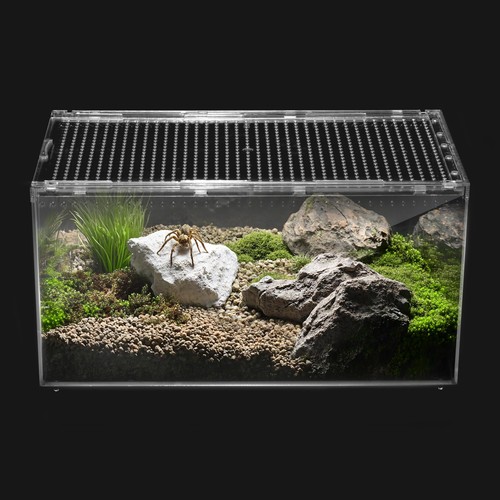 Reptile terrarium tarantula - terrarium,