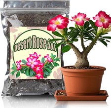 Organic Desert Rose Potting
