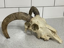VINTAGE HORNED DOMESTIC RAM OR