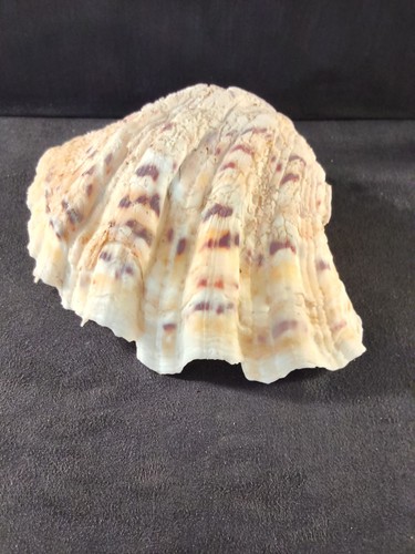 Large natural half clam shell - half,