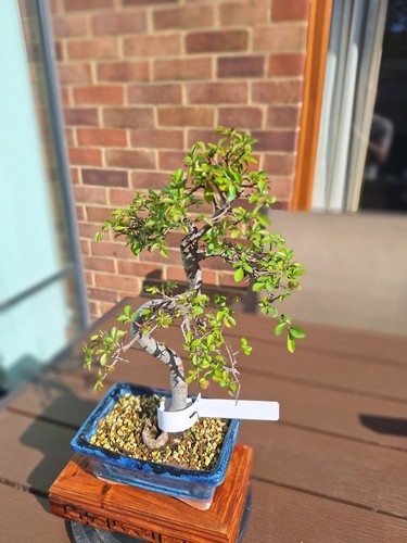 417 shape chinese elm - #417,
