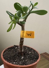 Crassula ovata jade - crassula,