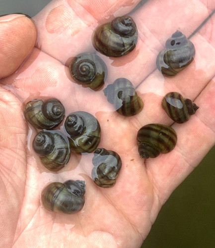 Mystery snails asian - 10, ringed