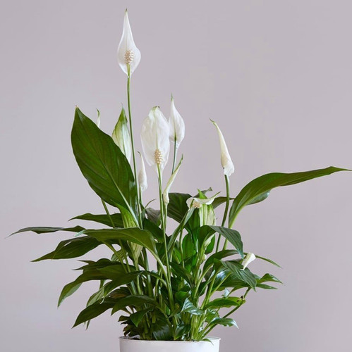 Peace lily spathiphyllum - peace, large