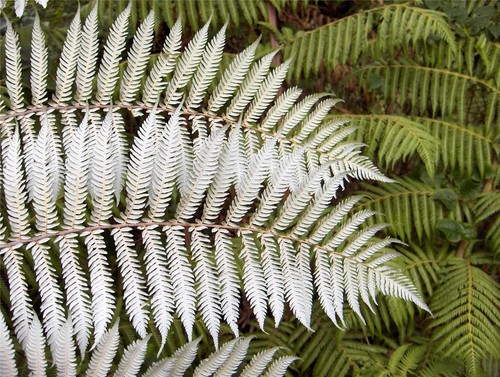 Silver tree fern - silver,
